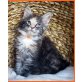 Maine Coon, männl.+weibl. - Kater