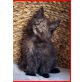 Maine Coon, männl.+weibl. - Katze