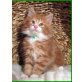 Maine Coon, männl.+weibl. - Katze