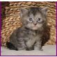 Maine Coon, männl.+weibl. - Katze