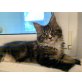 Maine Coon mit FIFe Stammbaum , Maine Coon - Katze