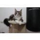 Maine Coon mit weißer Schwanzspitze, Maine Coon - Katze