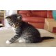 Maine Coon mix - Kater