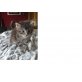 Maine Coon reinrassige entzückende Welpen, Maine Coon - Kater