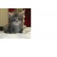 Maine Coon reinrassige entzückende Welpen, Maine Coon - Kater