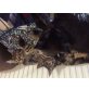 Maine Coon u. Hauskatze - Katze
