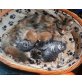 Maine-Coon und Hauskater - Kater