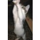 Maine Coon und Hauskater - Katze