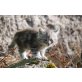 Maine Coon und Hauskatze - Kater