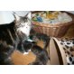 Maine Coon und Hauskatze - Kater