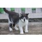 Maine Coon und Hauskatze - Katze