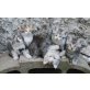 Maine Coon und Hauskatze - Katze