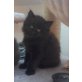 Maine Coon und Kurilen Bobtail - Kater