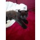 Maine Coon und Kurilen Bobtail - Kater