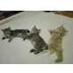 Maine Coon und Kurilen Bobtail - Kater