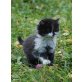 Maine Coon und Maine Coon Mischling - Katze