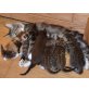 Maine Coon und Norwegische Waldkatze - Katze