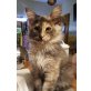 Maine Coon von Masanti, Maine Coon - Kater