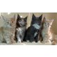 Maine Coons aus Elmpt, Maine Coon - Kater