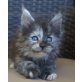Maine Coons vom Lilientor, Maine Coon - Katze