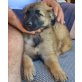 Maine, Schäferhund-Mix Welpen - Rüde