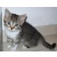 Maine coon BKH - Katze