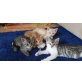 ***, Maine coon - Kater