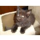 Maine coon Kitten, Maine Coon - Kater