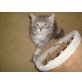 Maine coon Kitten, Maine Coon - Katze