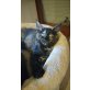 Maine coon Kitten, Maine Coon - Katze