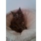 Maine coon, Maine Coon - Kater