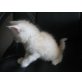 Maine coon, Maine Coon - Kater