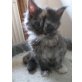 Maine coon, Maine Coon - Katze