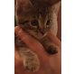 Maine coon-Mix Babykatzen - Katze