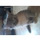Maine coon Perser Kitten Langhaar - Katze