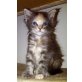 Maine coon babys, Maine Coon - Kater