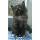 Maine coon babys, Maine Coon - Katze