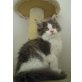 Maine coon kater, Maine Coon - Kater