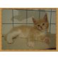 Maine coon kater, Maine Coon - Kater
