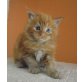 Maine coon kater XXXL, Maine Coon - Kater