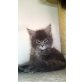 Maine coon kitten, Maine Coon - Katze