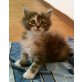 Maine coon kitten, Maine Coon - Katze