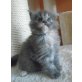 Maine coon kitten XXXL, Maine Coon - Kater
