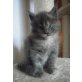 Maine coon mädl  XXXL, Maine Coon - Katze
