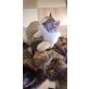 Maine coon mix x hauskatze  - Kater