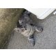 Maine coon x hauskatze - Katze