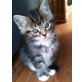 MaineCoon-Euro.Kurzhaar-Mix - Kater