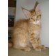 Mainecoon Kater, Maine Coon - Kater