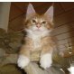 Mainecoon Kater, Maine Coon - Kater