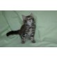 Mainecoon Kitten mit Stammbaum, Maine Coon - Kater